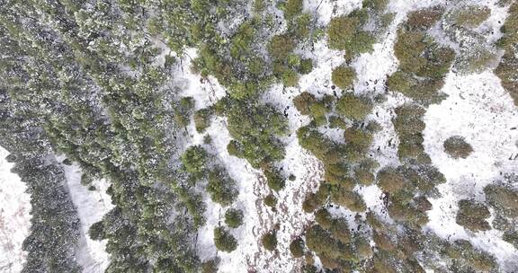 俯拍淄博萌山公园雪松