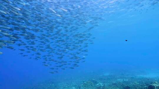 海底、鱼群