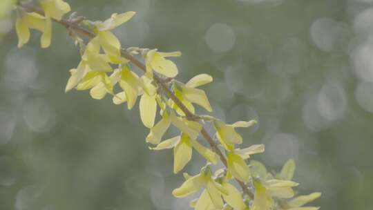 迎春花黄花盛开春意盎然