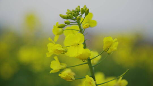 油菜花意境高清实拍