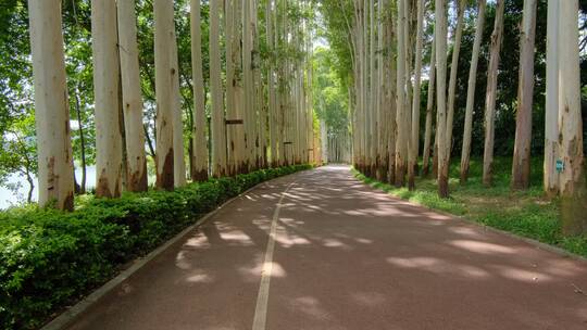 夏天阳光公园林荫大道林间小路跑道观光步道