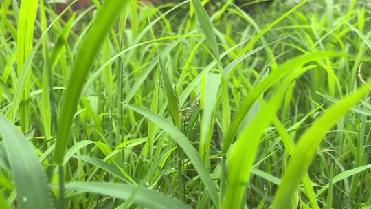 绿色小草叶子植物