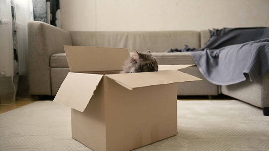 可爱的猫坐在家里的纸箱里