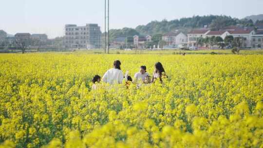 油菜花唯美意境春暖花开