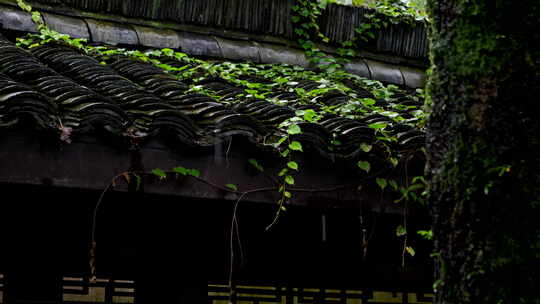 下雨天古风屋檐前的植物