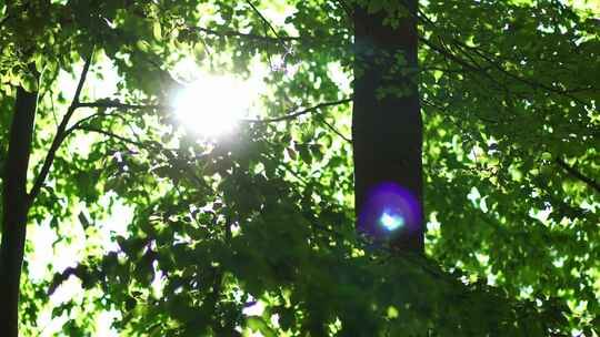 阳光植物希望森林树林树大自然生态
