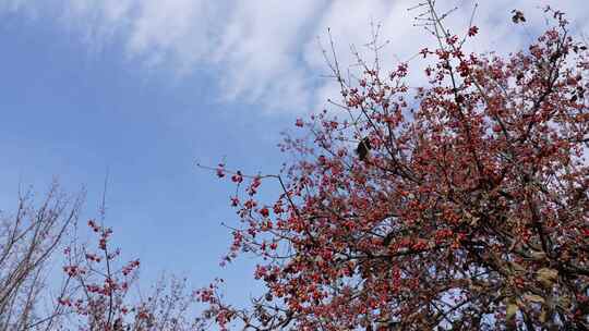 中医中药山茱萸