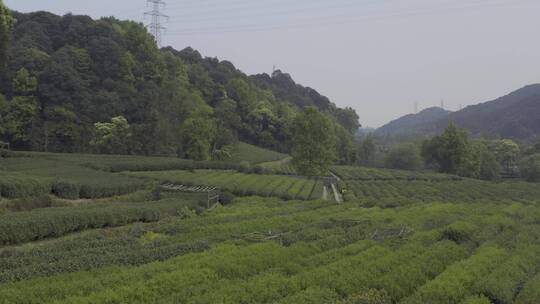 西湖龙井