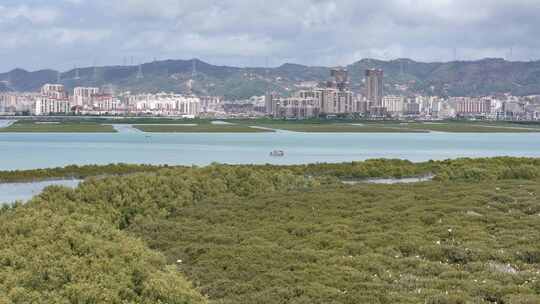 惠州盐洲海洋湿地公园-红树林湿地风光