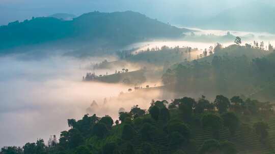 航拍云雾中的茶山