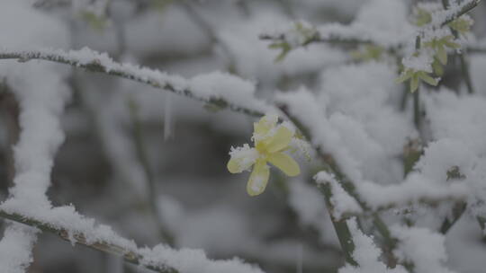 冬天雪景 下雪空镜