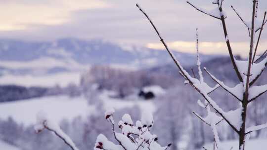 树，雪，机架焦点，视图