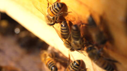 蜂 蜜蜂 特写 光影 采蜜蜂 人工养殖