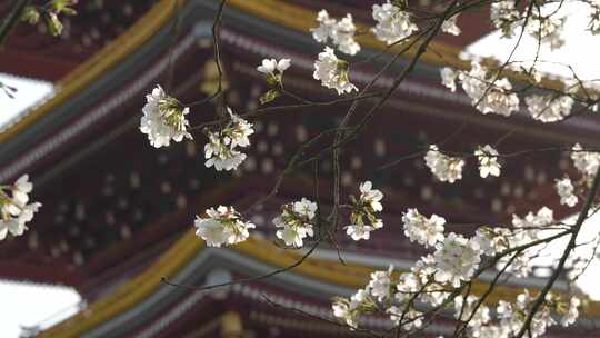 湖北武汉市东湖磨山樱花园五重塔与白色樱花