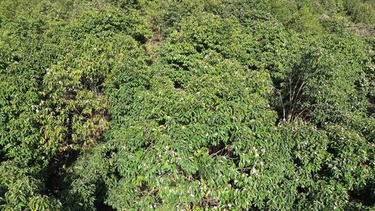 农业种植茶树茶籽园航拍