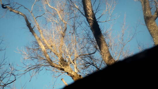 枯倒的树木推进4K