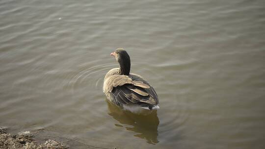 南昌公园湖里的野天鹅野鸭