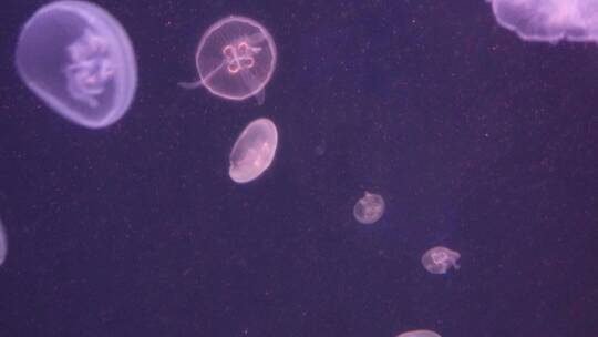 海月水母星月水母海蜇