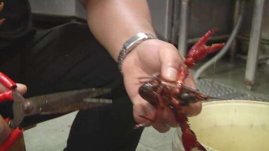 小龙虾 洗虾 剥虾 美食视频素材模板下载