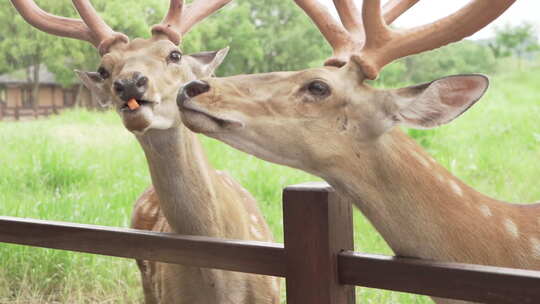 两只小鹿进食