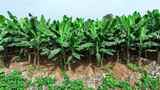 香蕉树林种植高清在线视频素材下载