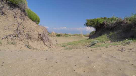 沙子中的植物根系