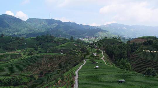 航拍柳州三江高山生态茶园茶山 4k