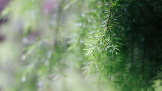 雨天的植物叶子4K