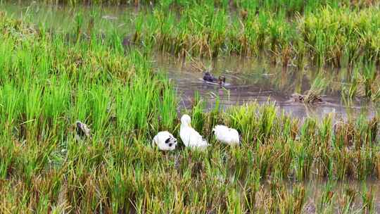 生态环境养殖水稻鸭稻共存环保