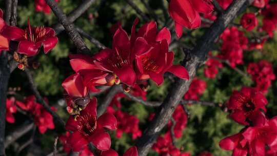 盛开的木棉花特写