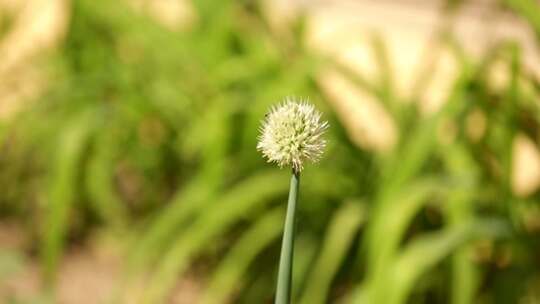 金银花藤金银花开花中药材草药花草茶