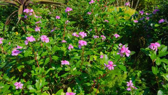 小区 公园 花园 花坛