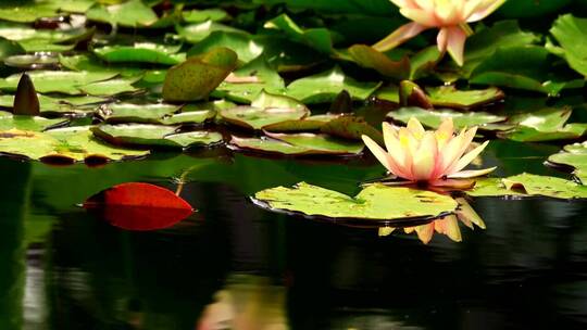 漂浮在池塘里的莲花