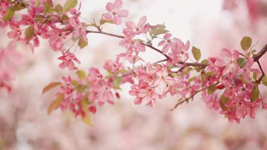 桃花 视频素材模板下载