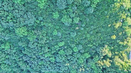 夏季绿色高山森林俯视航拍