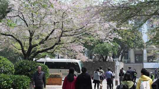 武汉大学樱花树