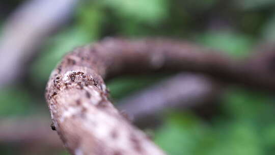 微距树枝上的蚂蚁