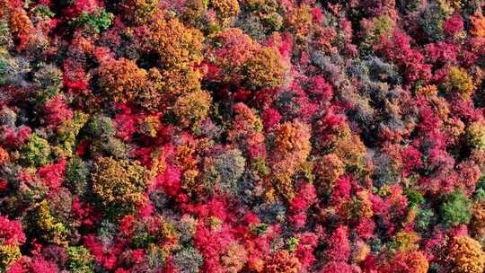 辽宁本溪秋天枫叶本桓公路