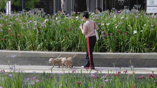 上海公园牵狗的女人