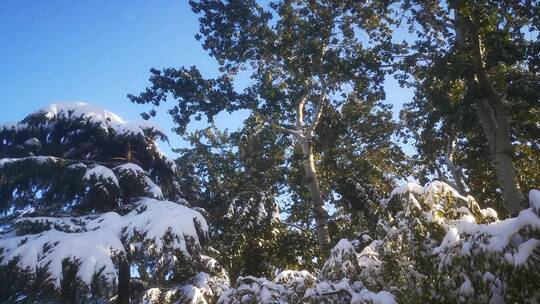 实拍 冬天 暴雪 树枝 树叶 雪景视频素材模板下载