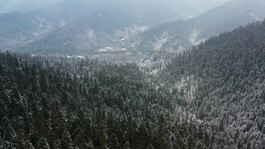 航拍西藏林芝大雪纷飞的鲁朗林海