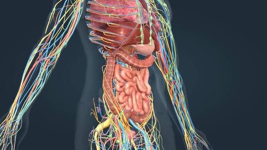 消化系统人体解剖肠道肝脏神经血液三维动画