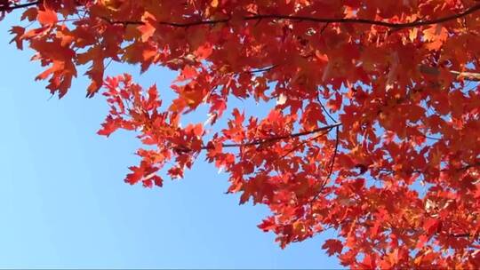 秋天红色的树叶