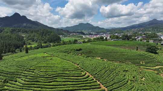 唯美茶园风光川茶基地名山茶园