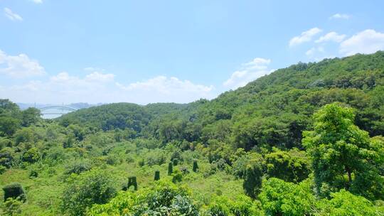 南宁青秀山森林荒山南宁大桥