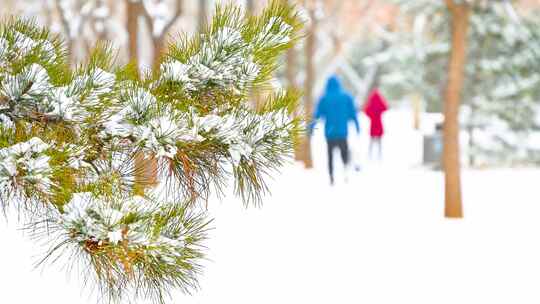 下雪中的松树枝头积雪与行人背影
