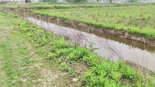 农村菜园房屋绿色植物