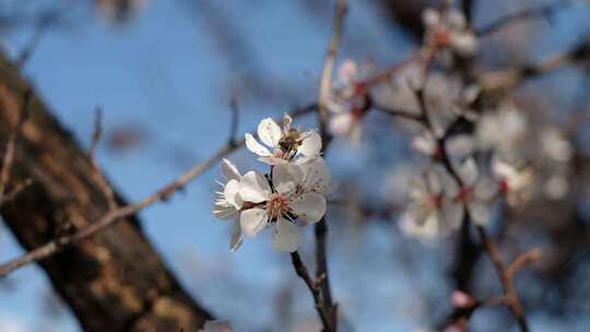 蜜蜂与花