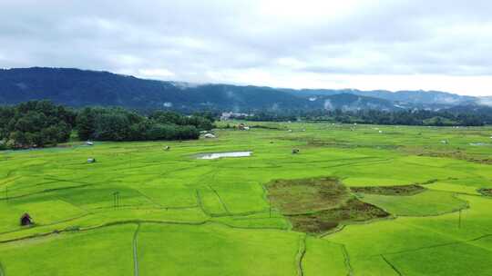 阿鲁纳恰尔邦稻田鸟瞰图