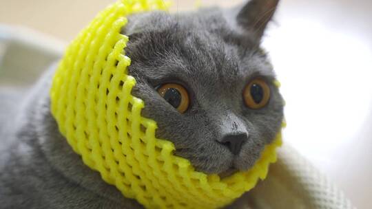 搞笑猫咪头戴黄色塑料网